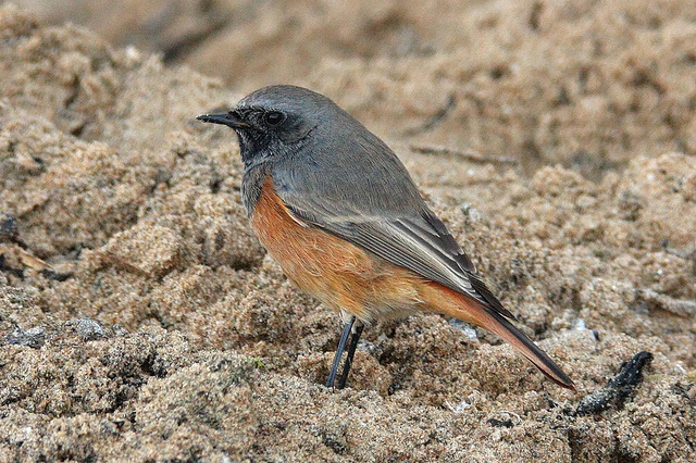 Palm Bay Beach Birds