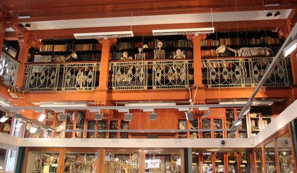 Grant Museum of Zoology (UCL)